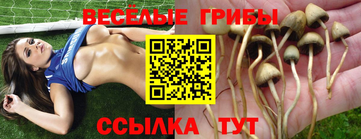 Городец  Псилоцибиновые грибы мухоморы  закладки  Вход с VPN 